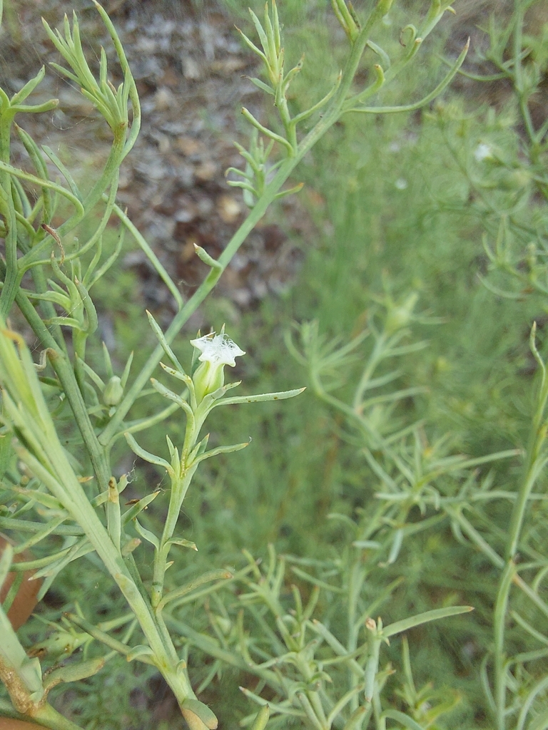 Thesium celatum