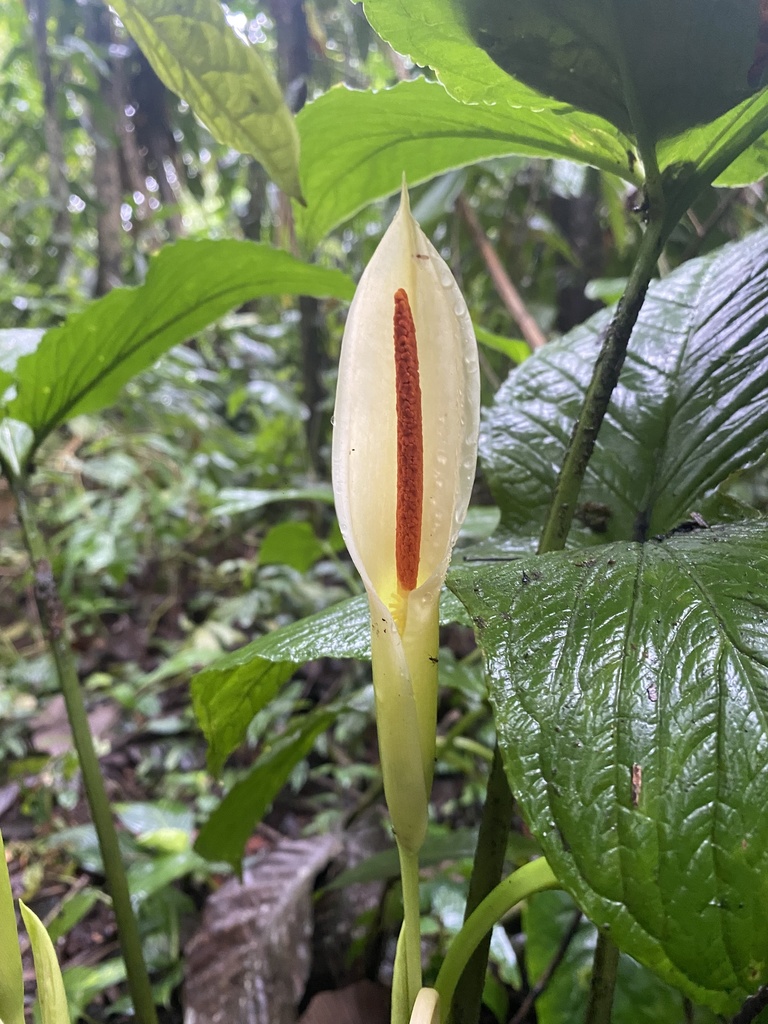 Chlorospatha dodsonii