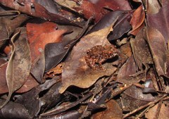 Ischnocnema verrucosa