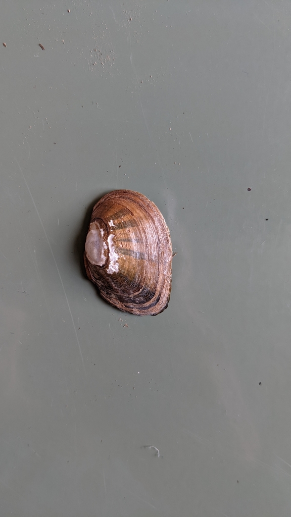 Atlantic Pigtoe