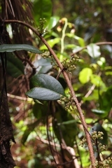 Celastrus vulcanicola