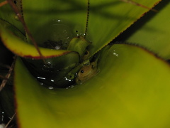 Phyllodytes luteolus