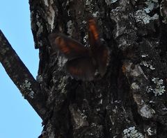 Haywardella edmondsii