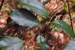 Celastrus vulcanicola