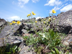Potentilla diversifolia