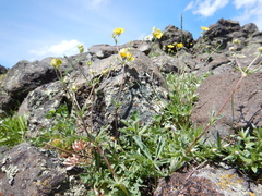 Potentilla diversifolia