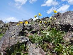 Potentilla diversifolia