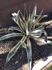 Agave