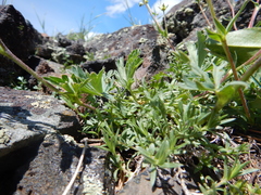 Potentilla diversifolia