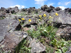 Potentilla diversifolia