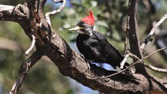 Dryocopus schulzii