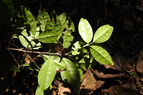 Genus Quetzalia · iNaturalist