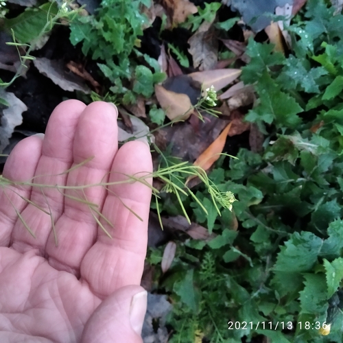 Наблюдение на iNaturalist