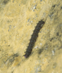 Lepidoptera