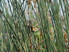 Spartonoica maluroides