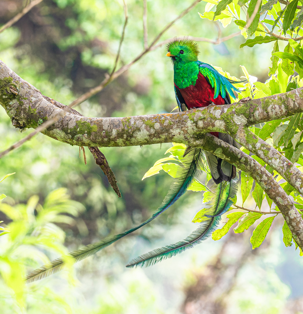 Resplendent Quetzal