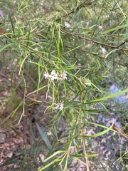 Grevillea linearifolia