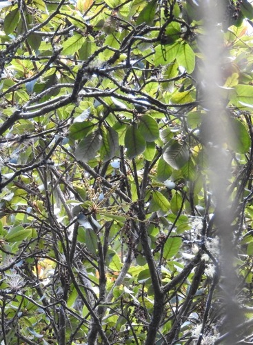 Clethra chiapensis (Clethra chiapensis)