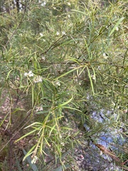 Grevillea linearifolia