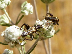 Oedemera basalis