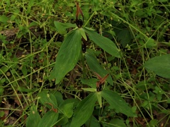 Trillium lancifolium