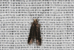 Aproaerema isoscelixantha