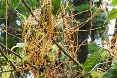 Cuscuta tinctoria
