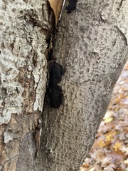 Biscogniauxia mediterranea