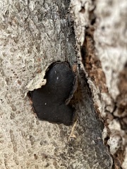 Biscogniauxia mediterranea