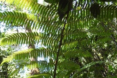 Cyathea fulva
