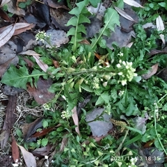 Capsella bursa-pastoris