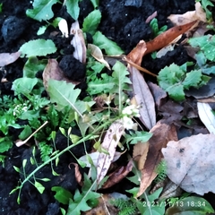 Capsella bursa-pastoris