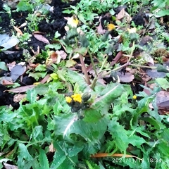 Sonchus oleraceus