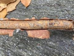 Diatrype decorticata