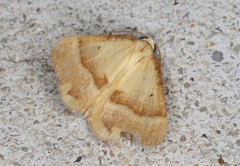 Anachloris subochraria