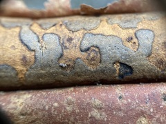 Diatrype decorticata