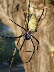 Nephila vitiana
