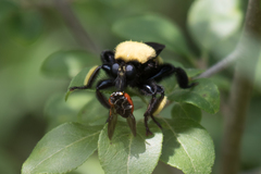 Laphria macquarti
