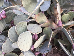 Opuntia tunoidea