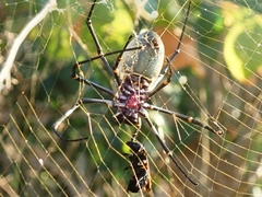 Nephila vitiana