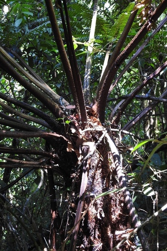 Cyathea fulva, photograph 4