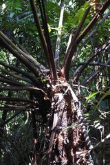 Cyathea fulva