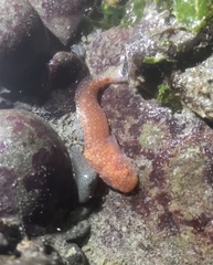 Liparis mucosus