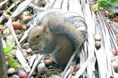 Sciurus deppei