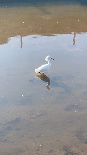 iNaturalist observation photo of Snowy Egret