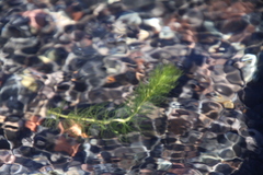 Myriophyllum quitense