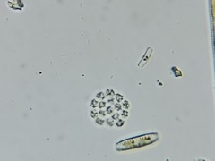 Hydrodictyaceae