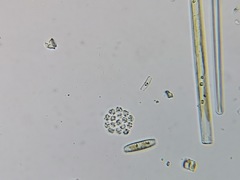Hydrodictyaceae