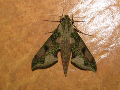Xylophanes fusimacula