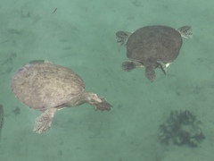 Apalone spinifera atra